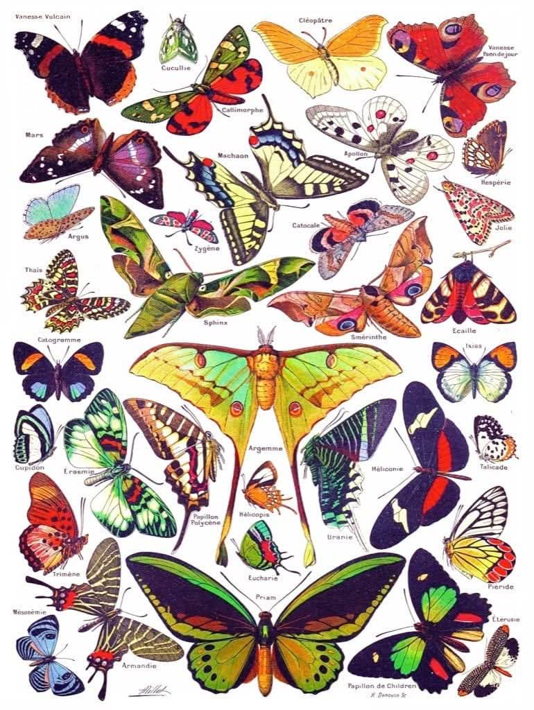 Butterflies ~ Papillons - Creative Escape Rooms